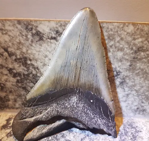 3.6-Million-Year-Old Megalodon Tooth Retrieved on Jersey Shore by Pennsylvania Father and Son