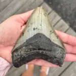 3.6-Million-Year-Old Megalodon Tooth Retrieved on Jersey Shore by Pennsylvania Father and Son