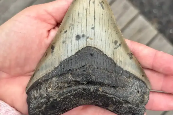 A person's hand holding a large fossilized megalodon shark tooth, with a dark rough root and a pale striated enamel crown.