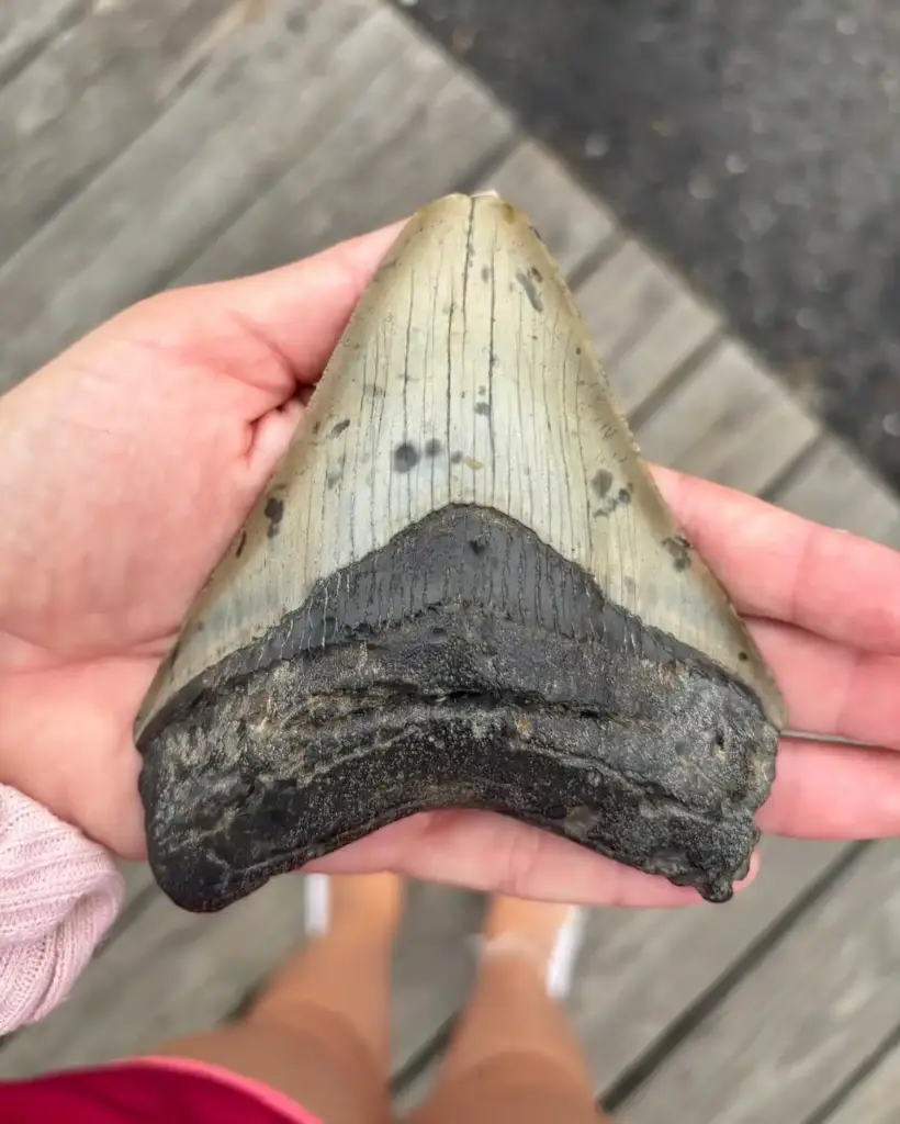 3.6-Million-Year-Old Megalodon Tooth Retrieved on Jersey Shore by Pennsylvania Father and Son