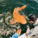 First Orange Nurse Shark with Xanthism Found in Costa Rica