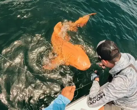 Orange shark swimming in ocean with diver observing