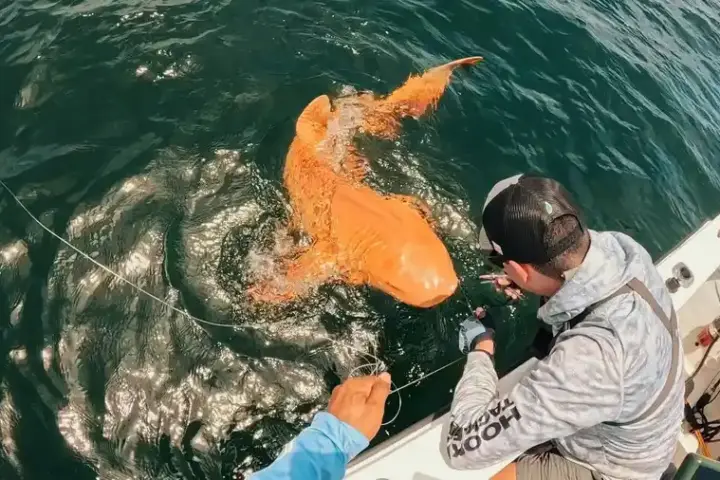 Orange shark swimming in ocean with diver observing