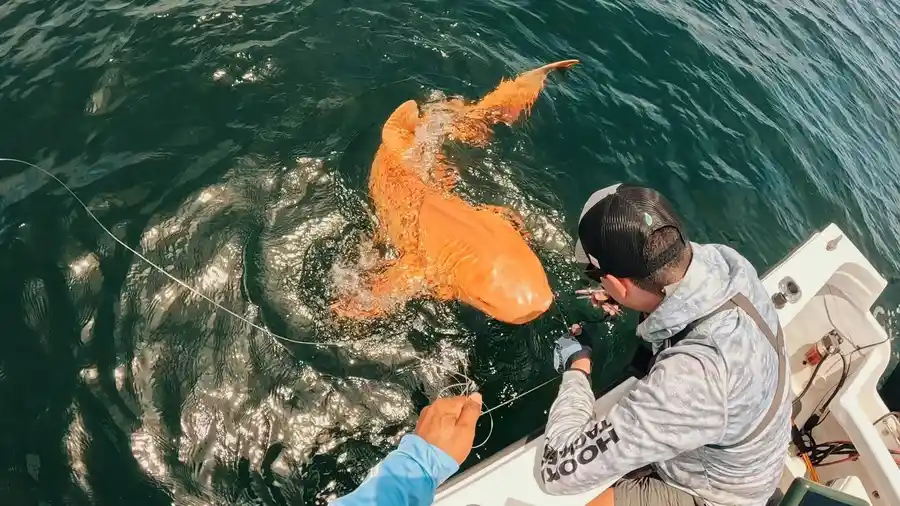 Orange shark swimming in ocean with diver observing