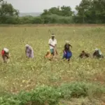 Why India’s Kisan Credit Card Scheme Is Quietly Reshaping Rural Finance
