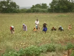 Indian farmer working in a crop field with standing crops.