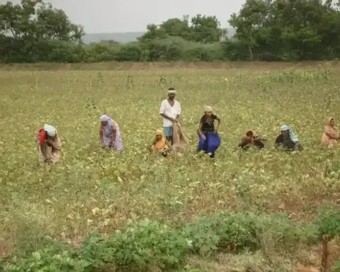 Indian farmers working in a crop field.