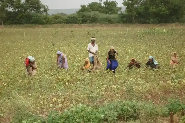 Indian farmers working in a crop field.