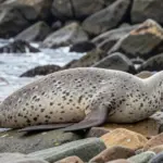 First Warning: H5N1 Reaches an Australian Mammal as a Fur Seal Dies