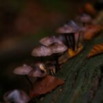 Mushroom Packaging Goes Industrial The Race to Replace Plastic With Mycelium