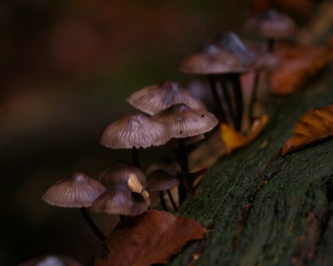 Cluster of small mushrooms growing on a log in a dark forest — illustration of mycelium-based biodegradable packaging materials replacing plastic