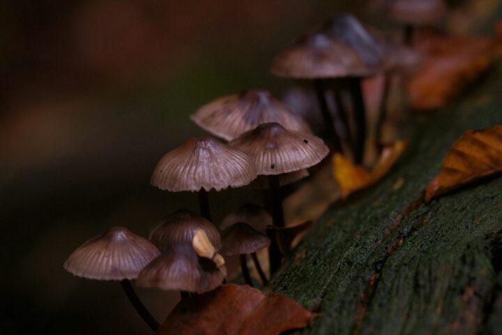 Cluster of small mushrooms growing on a log in a dark forest — illustration of mycelium-based biodegradable packaging materials replacing plastic
