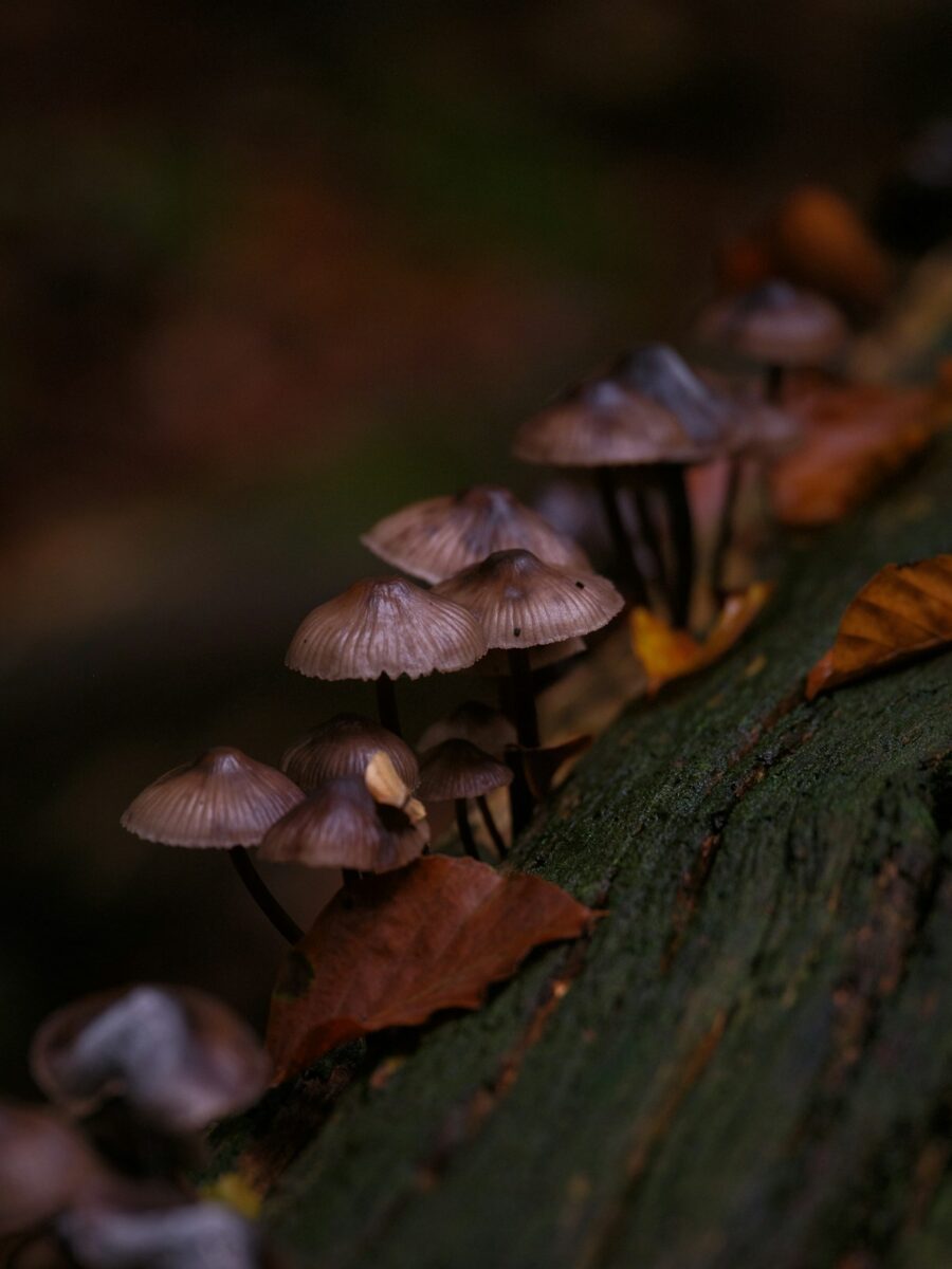 Mushroom Packaging Goes Industrial The Race to Replace Plastic With Mycelium