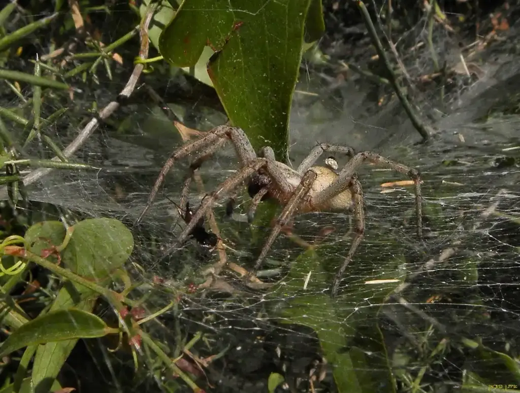 Camping Trip Turns Critical: Kansas Mother’s Spider Bite Leads to Transplant, 0K Costs