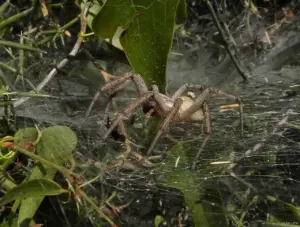 A spider of the funnel-weaver family (Agelenidae).