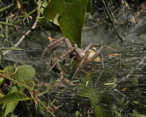 A spider of the funnel-weaver family (Agelenidae).