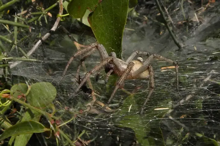 A spider of the funnel-weaver family (Agelenidae).