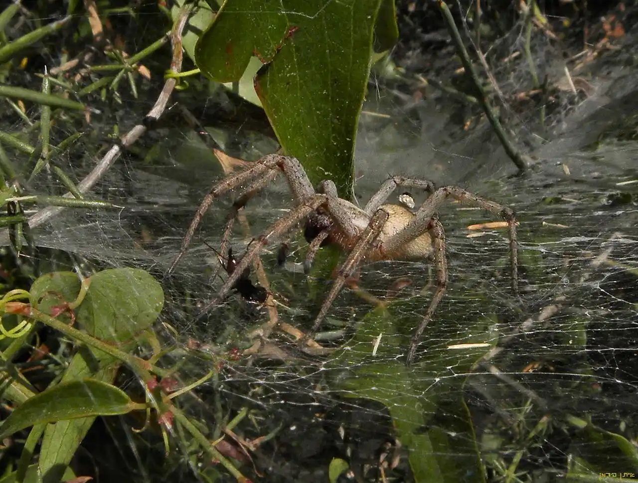 Camping Trip Turns Critical: Kansas Mother’s Spider Bite Leads to Transplant, 0K Costs
