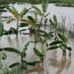 Odisha’s Rivers Breach Banks, Affecting Nearly 8 Lakh as Monsoon Intensifies