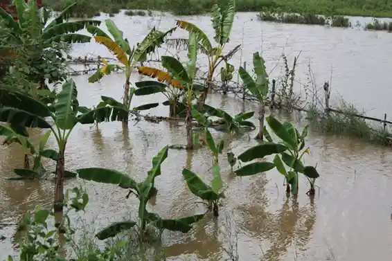 Odisha’s Rivers Breach Banks, Affecting Nearly 8 Lakh as Monsoon Intensifies