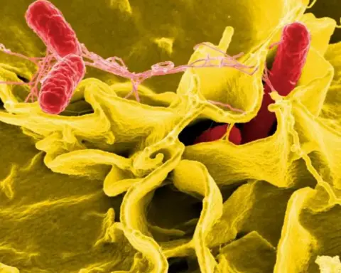 Scanning electron microscope image of red Salmonella Enteritidis bacteria invading a ruffled immune cell