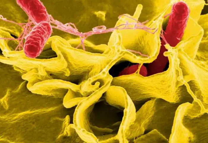 Scanning electron microscope image of red Salmonella Enteritidis bacteria invading a ruffled immune cell