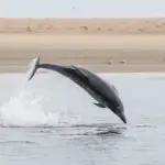 Dolphins Shell Fish in Hervey Bay — East Coast First