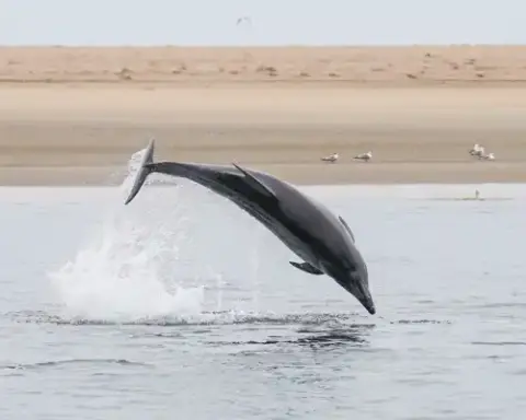 Atlantic bottlenose dolphin leaping above ocean surface - Hervey Bay shelling study context