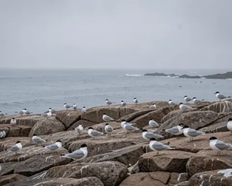 Visualization of H5N1 bird flu virus affecting little penguins on Phillip Island