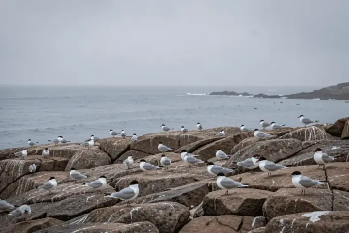 Visualization of H5N1 bird flu virus affecting little penguins on Phillip Island