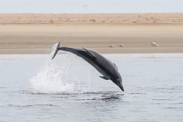 Atlantic bottlenose dolphin leaping above ocean surface - Hervey Bay shelling study context