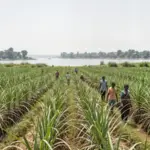 Karnataka Bandh Paralyzes Bangalore as Cauvery Water Dispute With Tamil Nadu Sparks Statewide Shutdown