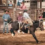 Two Horses Break Legs at First-Time Rodeo in Humboldt County