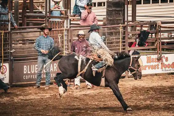 A saddle bronc horse mid-stride with a rider in a rodeo arena.