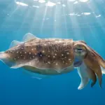 Giant Cuttlefish Count Crashes 97% in South Australia