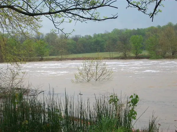 White River flooding at Williams, Indiana, with brownish floodwaters overflowing banks, a submerged tree in the middle of the current, and reed-like plants at the water's edge under an overcast sky.