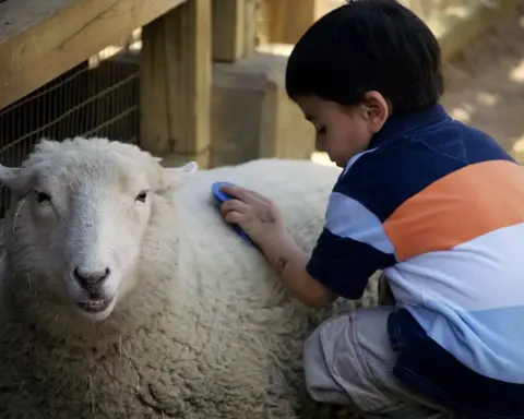 Child petting a sheep at a zoo animal enclosure
