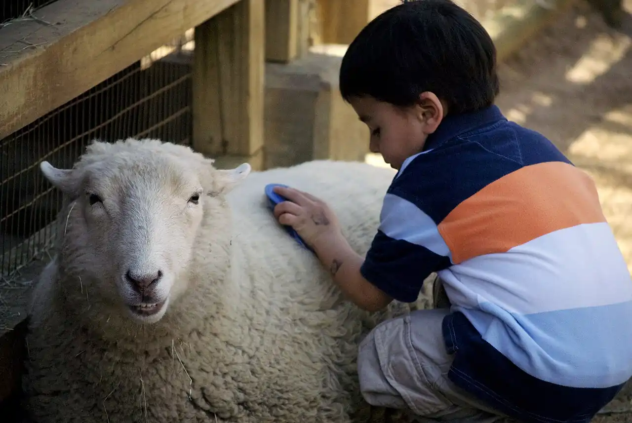 Child petting a sheep at a zoo animal enclosure