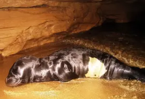 Rare Mediterranean monk seal Monachus monachus swimming close to the water surface