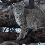 Kirkland 911 ‘Burglary’ Call Ends With Bobcat Cornered At Top Of Domestic Stairs