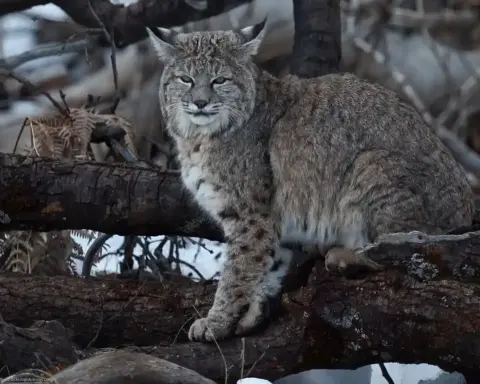 Wild adult bobcat Lynx rufus perched on natural terrain in a wooded environment