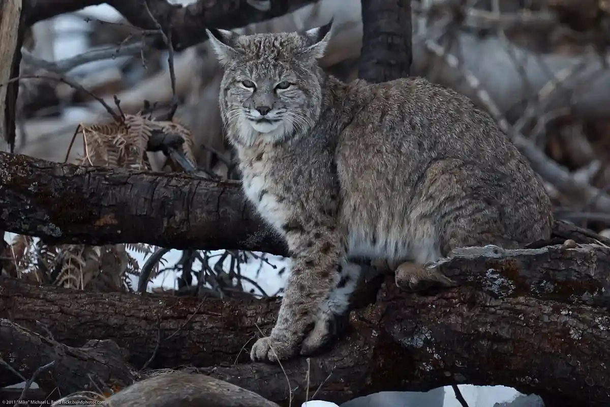 Kirkland 911 ‘Burglary’ Call Ends With Bobcat Cornered At Top Of Domestic Stairs