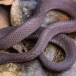 Student Hu Jiahao Discovers New Snake Species: 40 Nights Fieldwork Yields Achalinus Mirabilis
