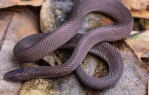 Close-up morphological specimen photograph of the newly described odd-scaled snake Achalinus mirabilis from Kuocang Mountain.