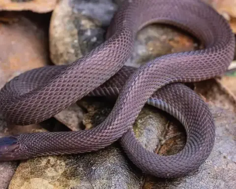 Close-up morphological specimen photograph of the newly described odd-scaled snake Achalinus mirabilis from Kuocang Mountain.
