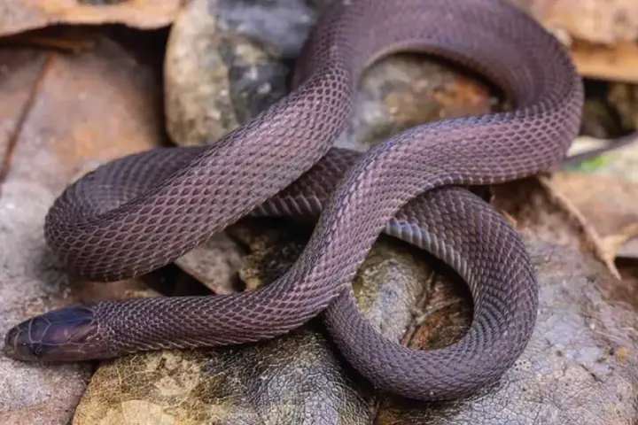 Close-up morphological specimen photograph of the newly described odd-scaled snake Achalinus mirabilis from Kuocang Mountain.