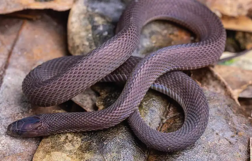 Student Hu Jiahao Discovers New Snake Species: 40 Nights Fieldwork Yields Achalinus Mirabilis