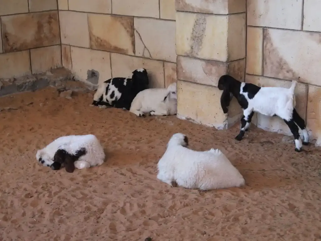 E. Coli Outbreak at Victoria Petting Farm: Child Death, HUS Cases Under Investigation