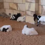 E. Coli Outbreak at Victoria Petting Farm: Child Death, HUS Cases Under Investigation