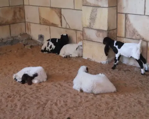 Young goats standing near wooden fences inside an interactive agricultural petting farm.